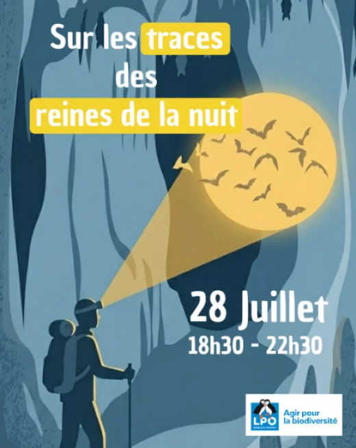 Sur les traces des reines de la nuit