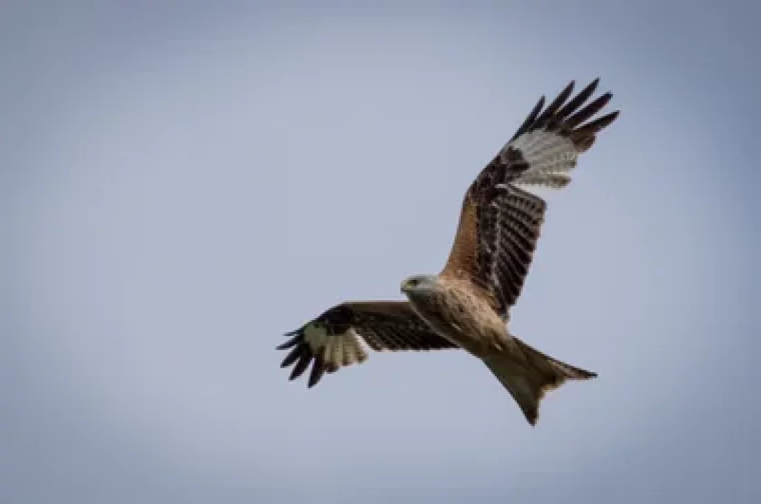 Sortie oiseaux dans la Réserve naturelle du Rocher de la Jaquette