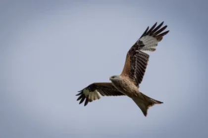 Sortie oiseaux dans la Réserve naturelle du Rocher de la Jaquette