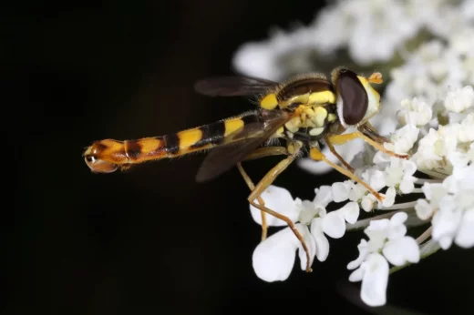 Enquête chez les insectes de la Réserve naturelle du Rocher de la Jaquette