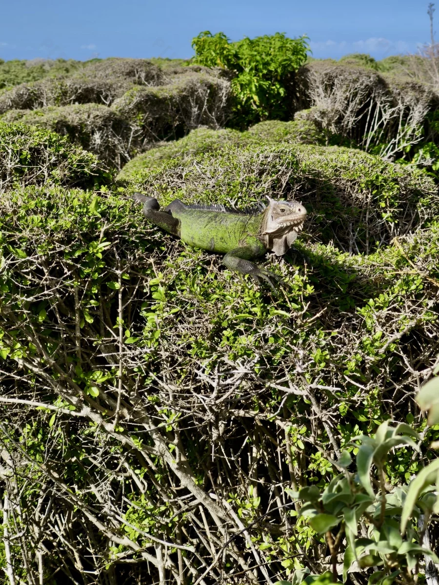 Iguane à Petite Terre