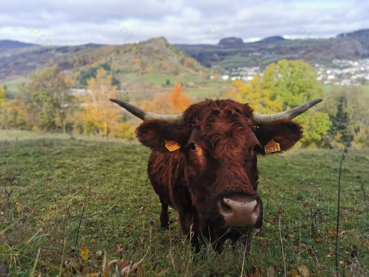 © Pépites Découvertes - Tous droits reservés