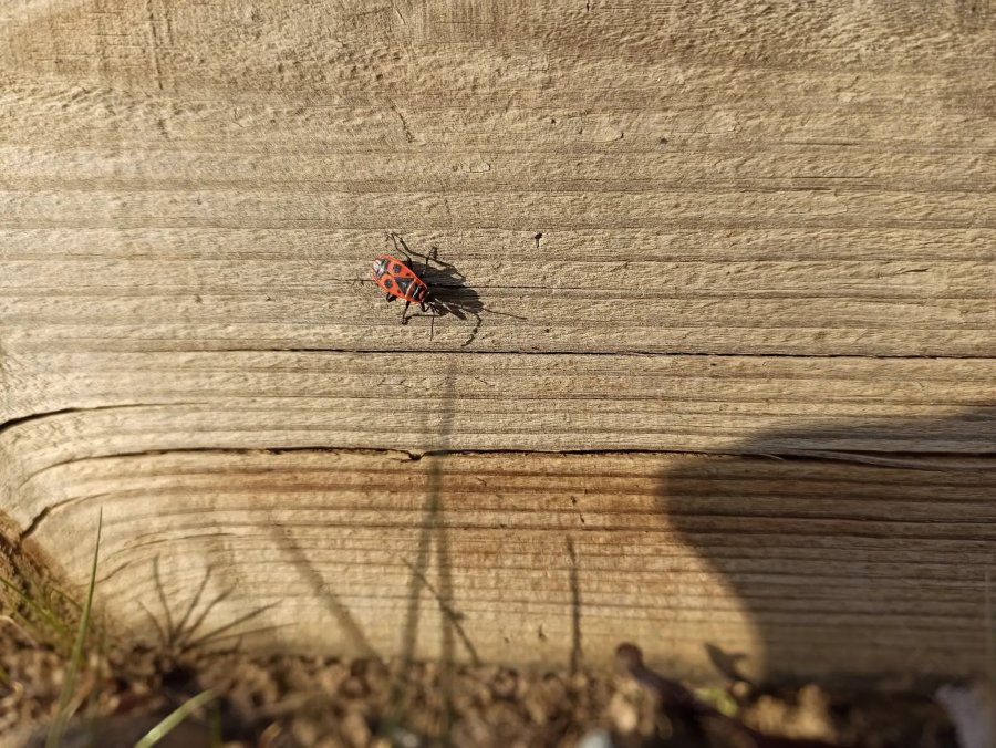 © Pépites Découvertes - Tous droits reservés