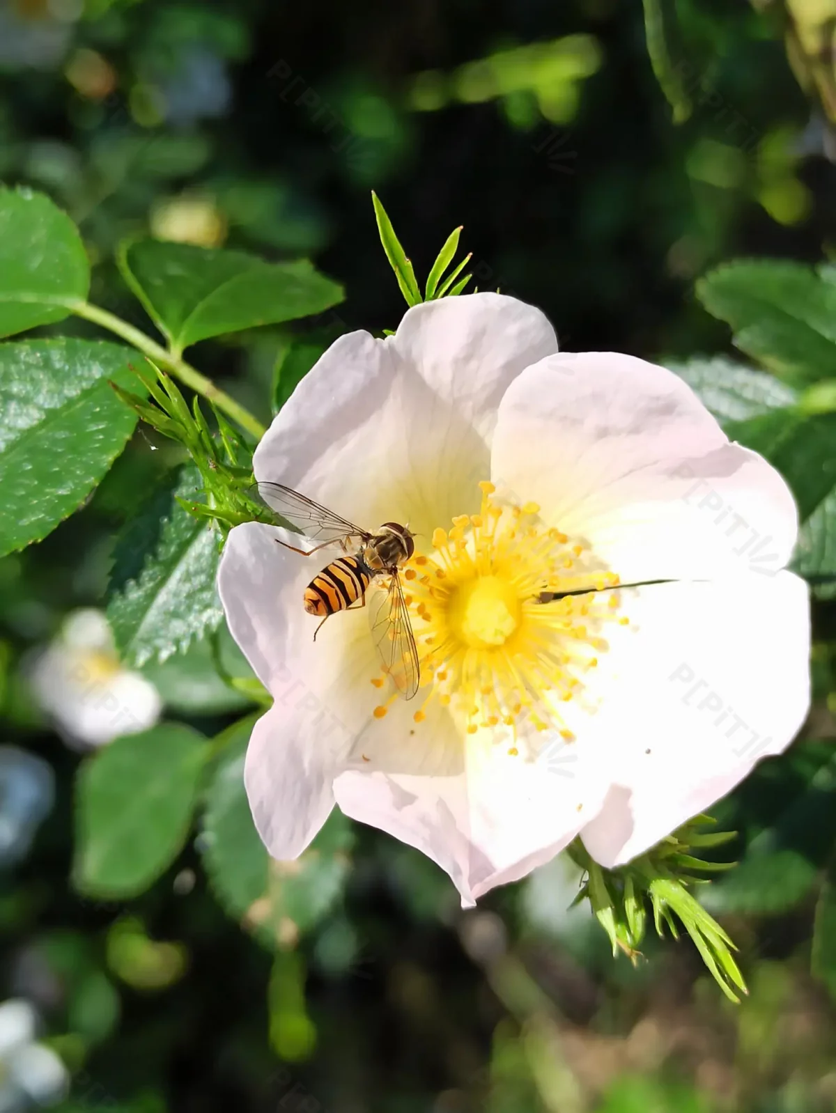 © Pépites Découvertes - Tous droits reservés