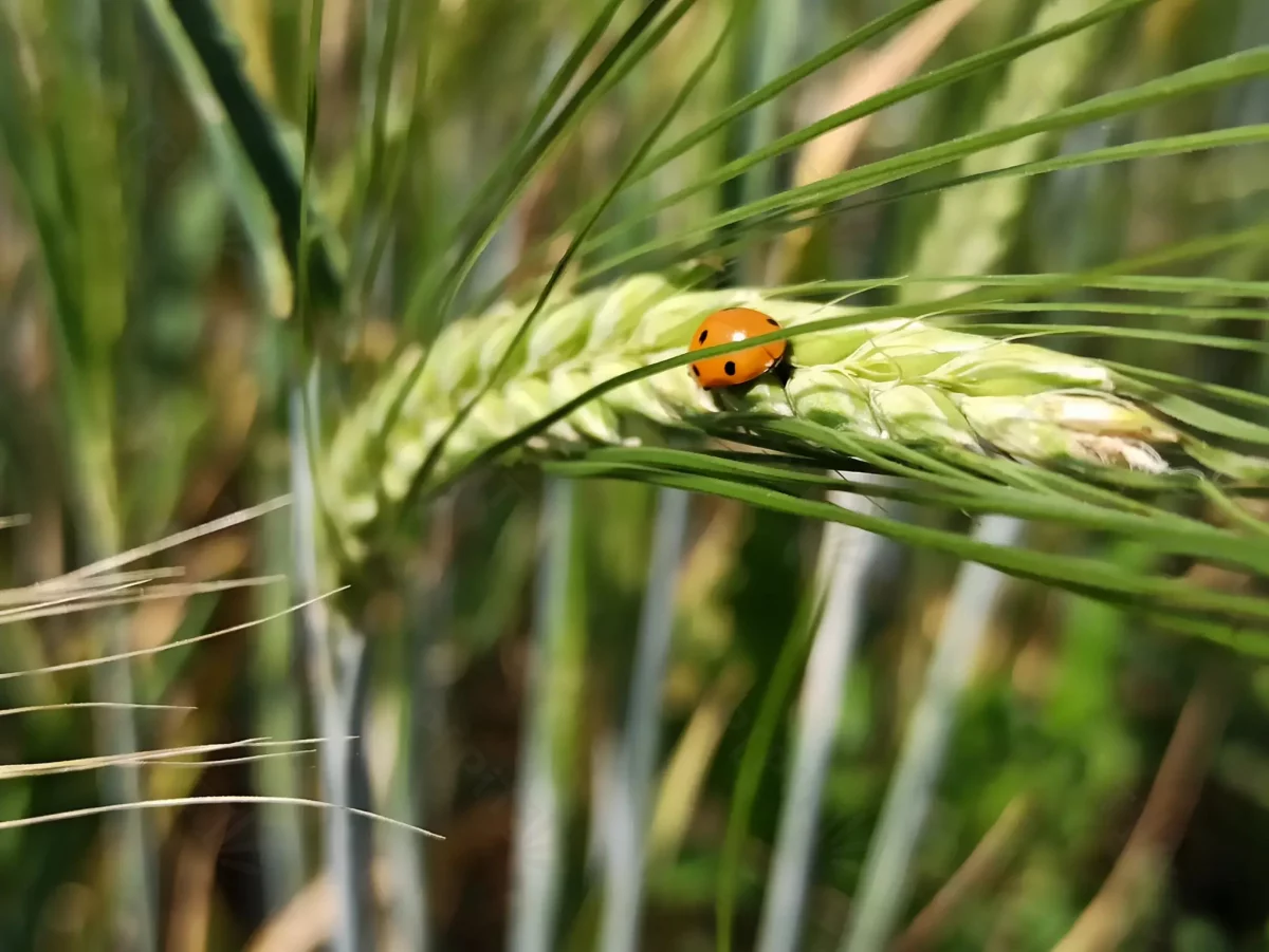 © Pépites Découvertes - Tous droits reservés