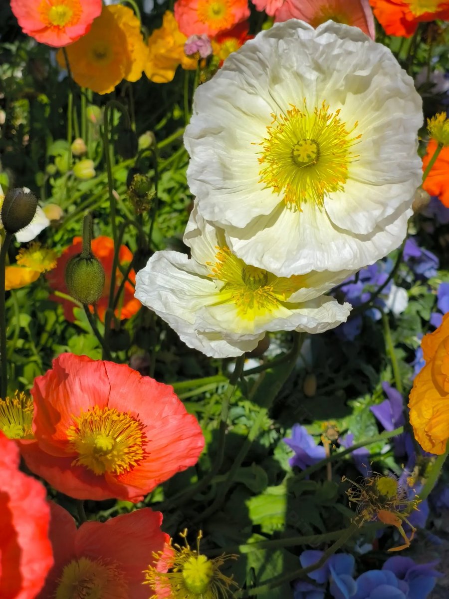 © Pépites Découvertes - Tous droits reservés