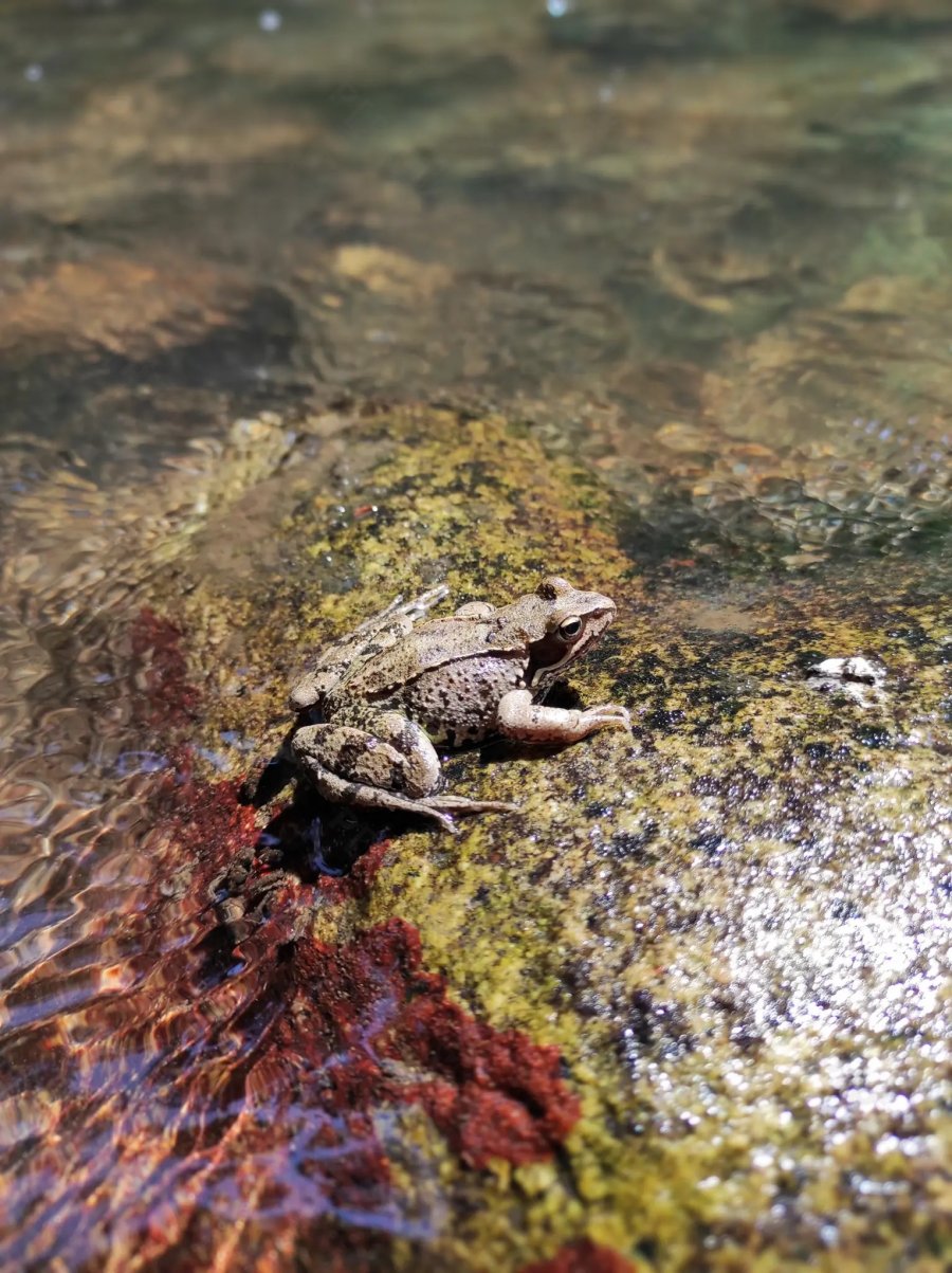 © Pépites Découvertes - Tous droits reservés