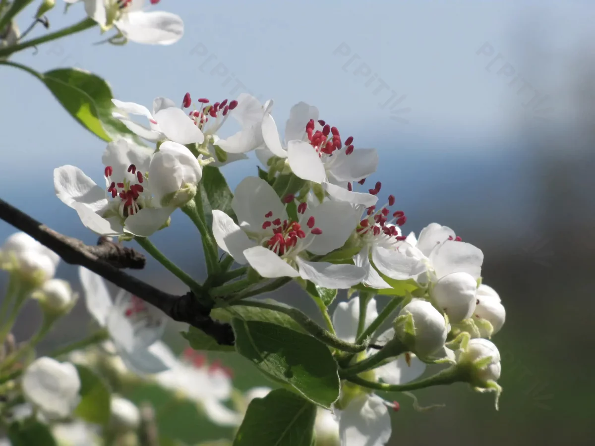 © Pépites Découvertes - Tous droits reservés