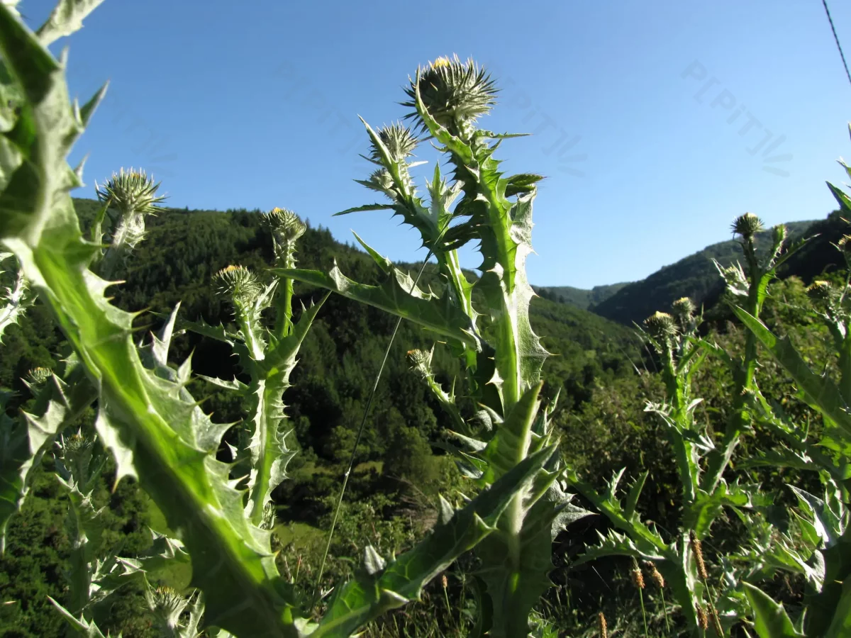 © Pépites Découvertes - Tous droits reservés