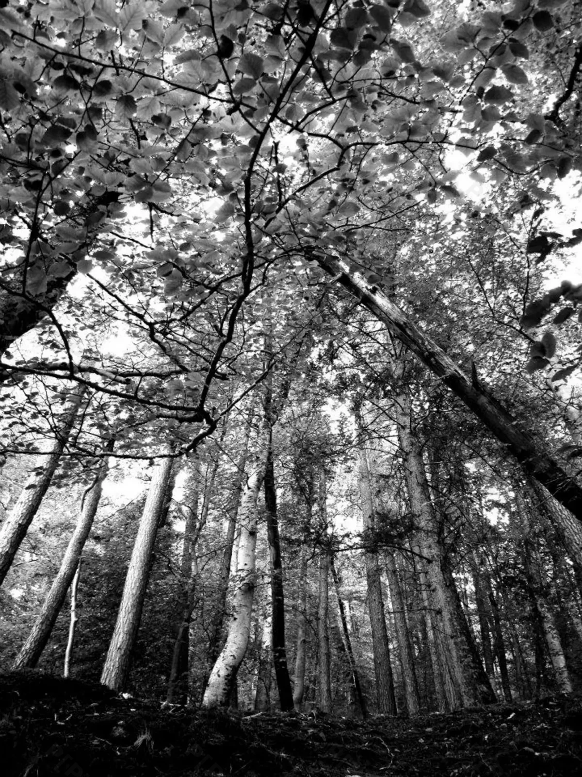 © Pépites Découvertes - Tous droits reservés